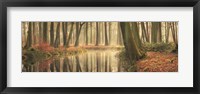 The Healing Power of Forests Fine Art Print