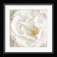 Neutral Rose No. 3 Framed Print