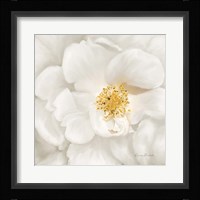 Neutral Rose No. 4 Framed Print