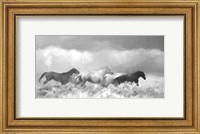 Mustang Herd II BW Fine Art Print