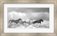 Mustang Herd II BW Fine Art Print