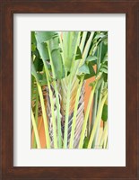 Tropical Dream IV Fine Art Print