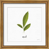 Herbs VII White Fine Art Print