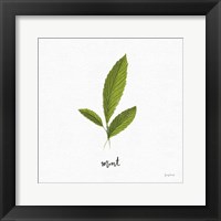 Herbs VII White Framed Print