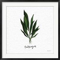 Herbs V White Fine Art Print
