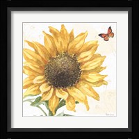 Sunflower Splendor IX Framed Print