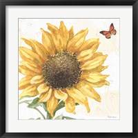Sunflower Splendor IX Framed Print