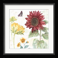 Sunflower Splendor VI Framed Print
