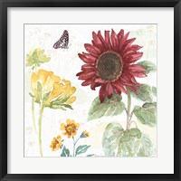 Sunflower Splendor VI Framed Print