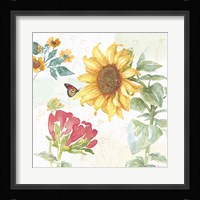 Sunflower Splendor VIII Framed Print