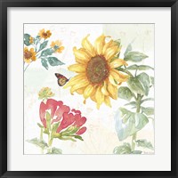 Sunflower Splendor VIII Framed Print