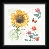 Sunflower Splendor V Framed Print