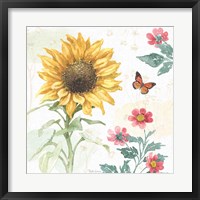 Sunflower Splendor V Framed Print