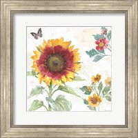 Sunflower Splendor VII Fine Art Print