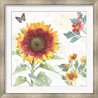 Sunflower Splendor VII Fine Art Print