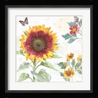 Sunflower Splendor VII Framed Print