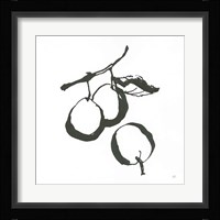 Plums II BW Framed Print