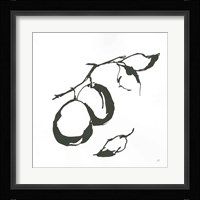 Plums I BW Framed Print