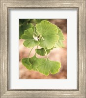 Sprouting Ginkgo IV Fine Art Print