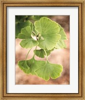 Sprouting Ginkgo IV Fine Art Print