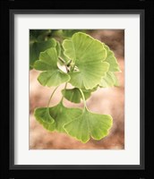 Sprouting Ginkgo IV Fine Art Print