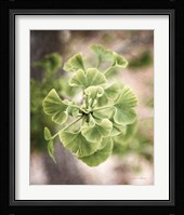 Sprouting Ginkgo II Fine Art Print