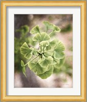 Sprouting Ginkgo II Fine Art Print