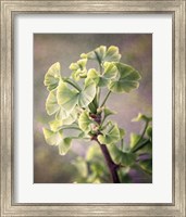 Sprouting Ginkgo I Fine Art Print