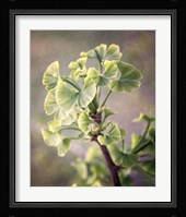 Sprouting Ginkgo I Fine Art Print