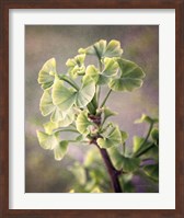 Sprouting Ginkgo I Fine Art Print