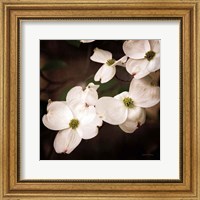 White Dogwood III Fine Art Print