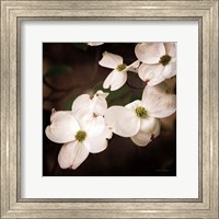 White Dogwood III Fine Art Print