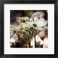 White Dogwood II Fine Art Print