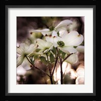 White Dogwood II Fine Art Print