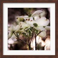 White Dogwood II Fine Art Print