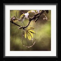 Passion Flower Vine I Fine Art Print
