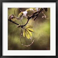 Passion Flower Vine I Framed Print