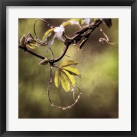 Passion Flower Vine I Framed Print