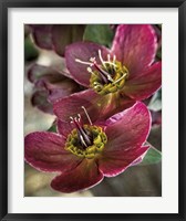 Lenton Rose V Fine Art Print