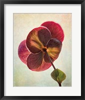 Lenton Rose II Fine Art Print