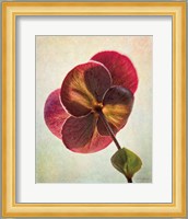 Lenton Rose II Fine Art Print