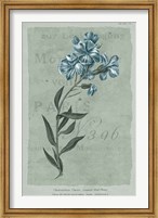 Conversations on Botany VI on White with Blue Fine Art Print