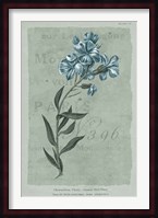 Conversations on Botany VI on White with Blue Fine Art Print