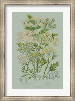 Flowering Plants III Green Linen Fine Art Print