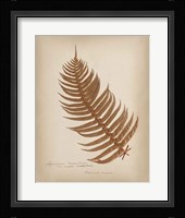 Ferns in Book V Burgundy Framed Print