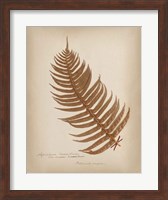 Ferns in Book V Burgundy Fine Art Print