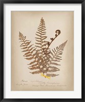 Ferns in Book IV Fine Art Print