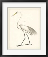 Vintage Heron II Framed Print