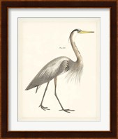 Vintage Heron I Fine Art Print