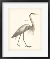 Vintage Heron I Framed Print